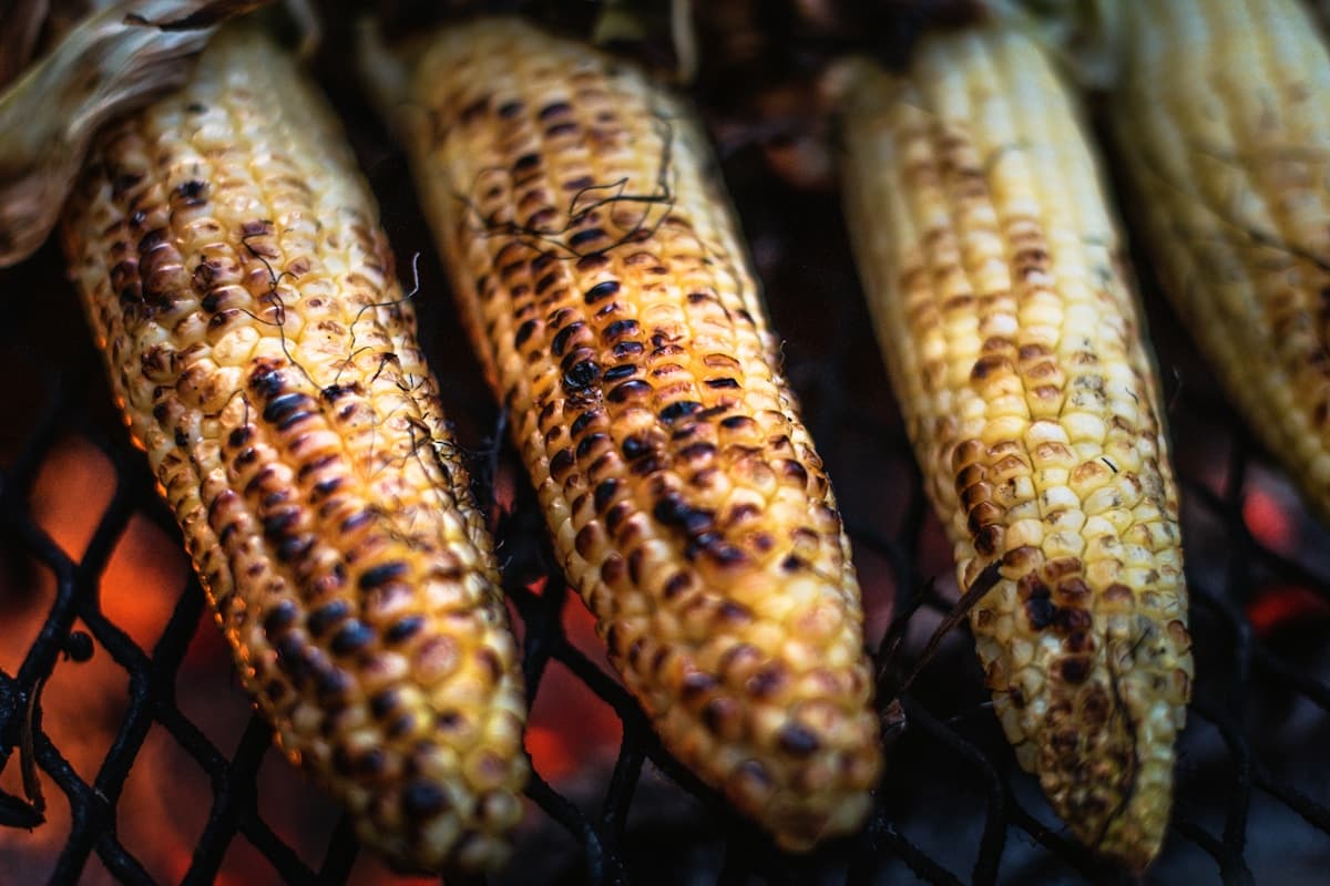 Grilled corn on the cob with charred kernels